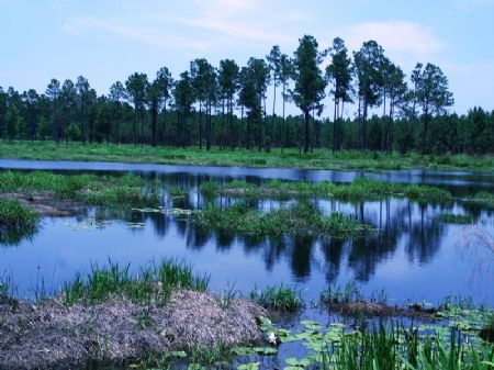 Little Creek : Pavo : Brooks County : Georgia
