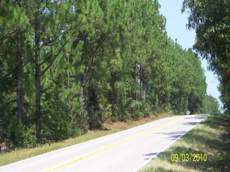 738 Ac Timber Tract : Ridge Spring : Aiken County : South Carolina