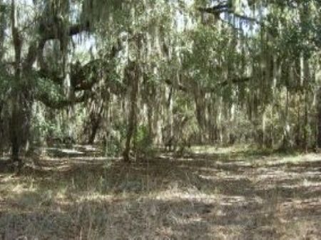 286 Acres a-358 : Jasper : Hamilton County : Florida