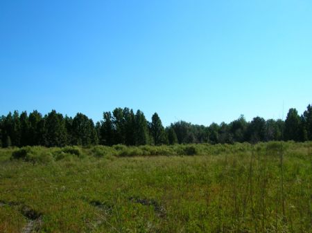 Lot 11-28 Acres Oak Hill : Trenton : Gilchrist County : Florida