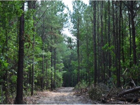 50 Ac Hunting : Huger : Berkeley County : South Carolina