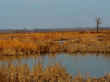 420 Acres for Lease : Lambrook : Phillips County : Arkansas
