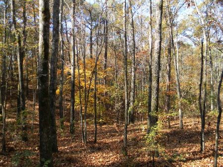 32 Acres Wetumpka with River View : Wetumpka : Elmore County : Alabama
