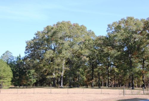 Glenn Family Farm : Quincy : Gadsden County : Florida