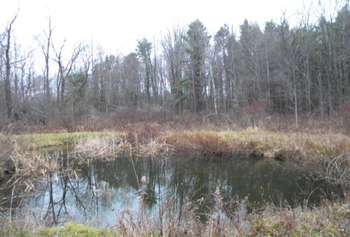 92 Acres Woods Hunter's Paradise : Groton : Tompkins County : New York