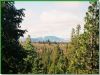 Oregon Land W/ Old Growth Timber : Bonanza : Klamath County : Oregon