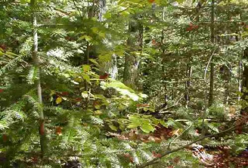 Tbd Off Chaney Lake Rd. Mls 1028469 : Wakefield : Gogebic County : Michigan