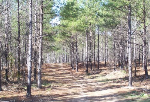 Timber / Recreational Land : Lexington : Oglethorpe County : Georgia