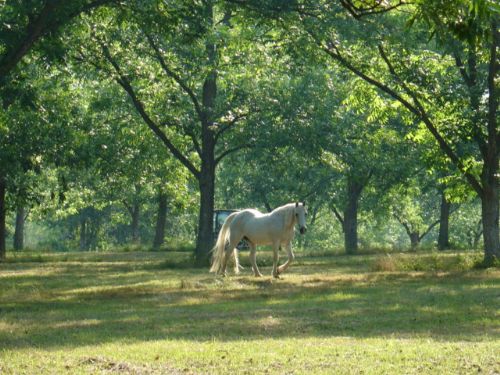 80 Acres : Hurtsboro : Russell County : Alabama