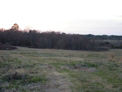 Mature Beautiful Pecan Trees : Lincolnton : Lincoln County : Georgia