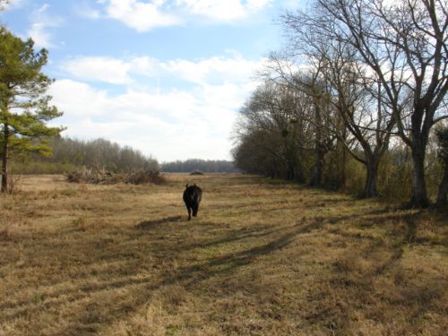 Fenced, Pasture Land Nearly in Town : Wetumpka : Elmore County : Alabama