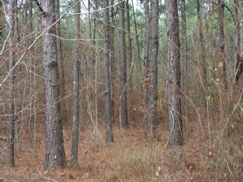 125 Acres Pines and Hardwoods : Forest : Scott County : Mississippi