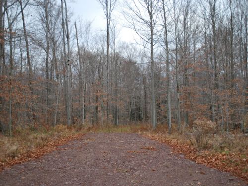 The Woods at Duck Harbor : Equinunk : Wayne County : Pennsylvania