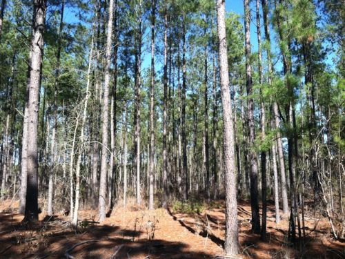 Newington Tract : Newington : Screven County : Georgia