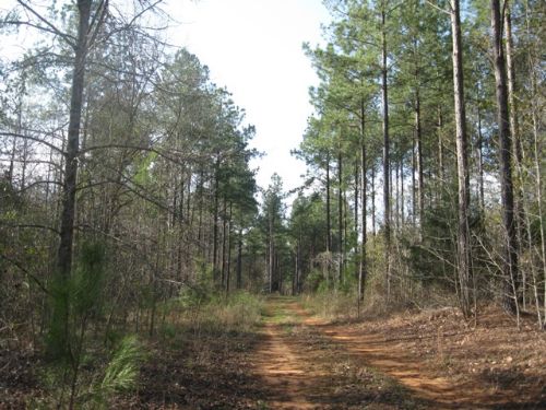 Wade Tract - Parcel 2 : Cuthbert : Randolph County : Georgia