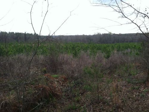 Wade Tract- Parcel 12 : Cuthbert : Randolph County : Georgia