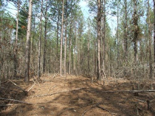 Gilliam Forest 43 : Oakman : Walker County : Alabama