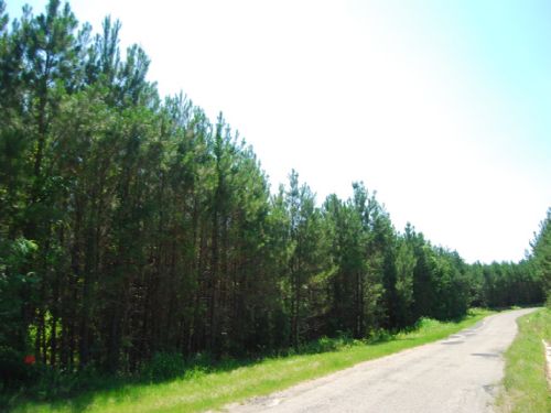 388 Acre Timberland Investment : Chester : Spartanburg County : South Carolina