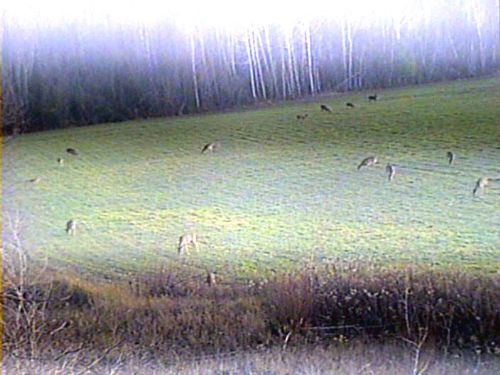 265 Acres House Hunting Lodge Woods : Ogdensburg : Saint Lawrence County : New York