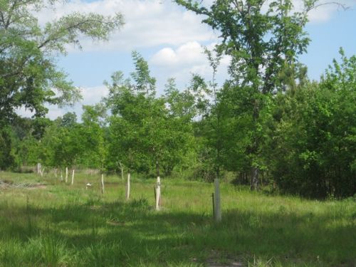 Burr Hill Tract : Williams : Colleton County : South Carolina