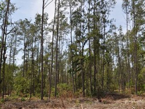 169 Ac Scales Ranch Road : Huntsville : Walker County : Texas