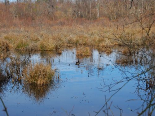 213 Acre Hunting Land W/duck Swamp : Chesnee : Spartanburg County : South Carolina
