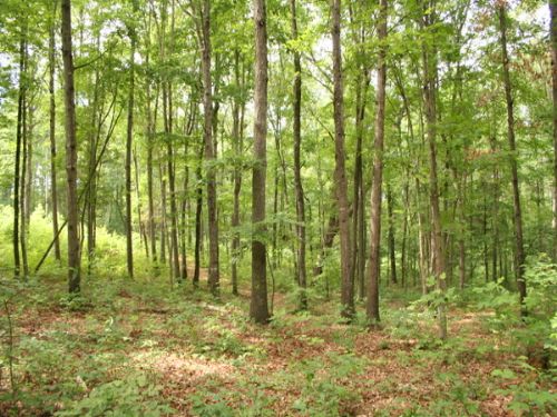 Landora Bridge : Ruther Glen : Caroline County : Virginia