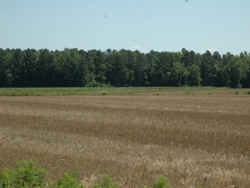 Beautiful Farm & Timber Investment : Saint Pauls : Robeson County : North Carolina