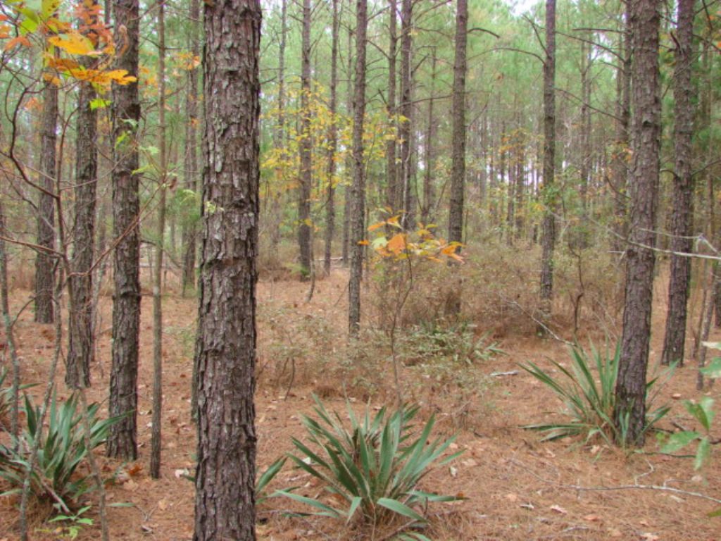 300 Acre Timber / Hunting Tract : Buena Vista : Marion County : Georgia