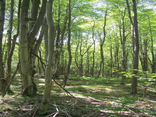 14 Acres Wooded Hunting Land : Pitcher : Chenango County : New York
