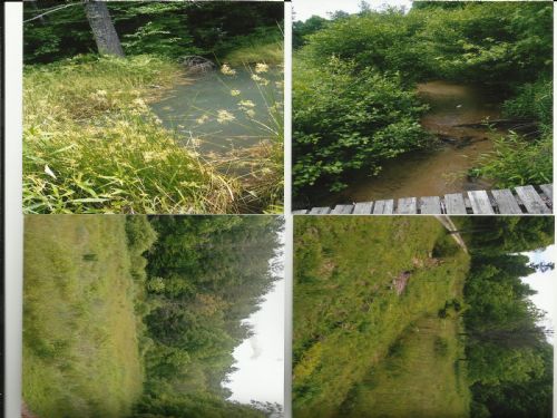 20 Acres : Lake Troxaway : Transylvania County : North Carolina