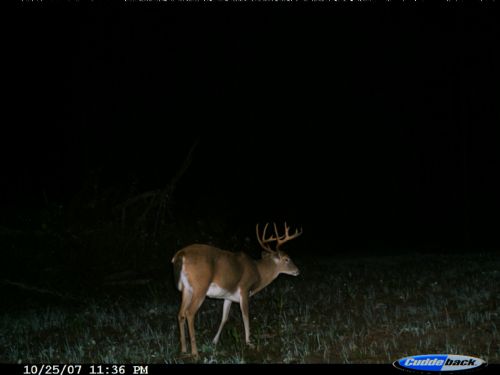 Tremendous Hunting Tract : Webster County : Webster County : Georgia
