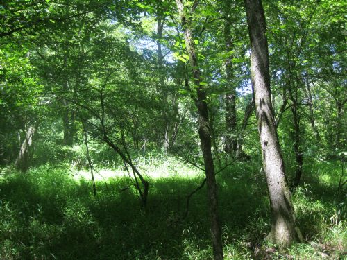 Very Remote Large Acreage Property : Bear Creek : Chatham County : North Carolina