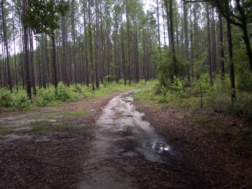 92.3 Acres : Allendale : Allendale County : South Carolina