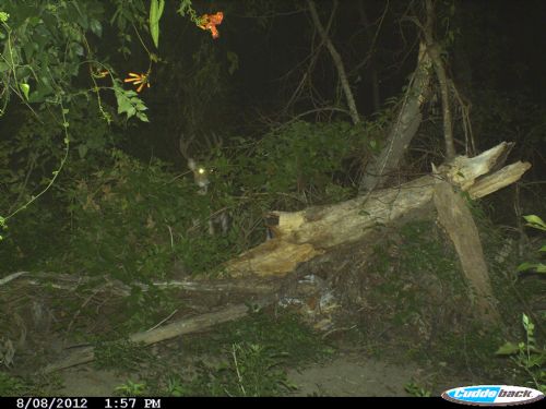 Concordia 40 Acres : Deer Prk : Concordia Parish : Louisiana