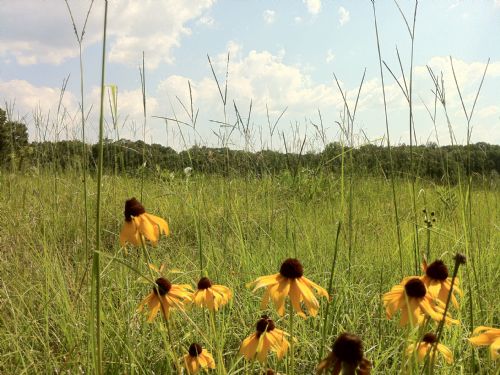 165 Acres : Clinton : Hinds County : Mississippi