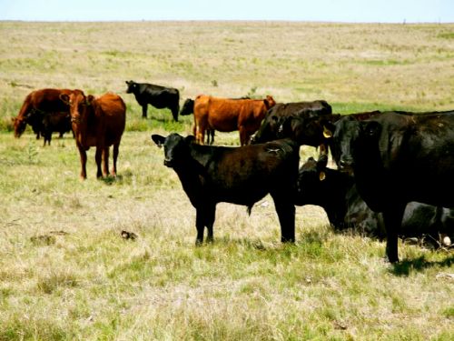 Lousberg Ranch Land Auction : Stoneham : Weld County : Colorado