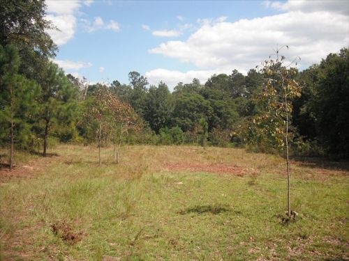 Homesite Or Recreational Property : Oglethorpe : Macon County : Georgia