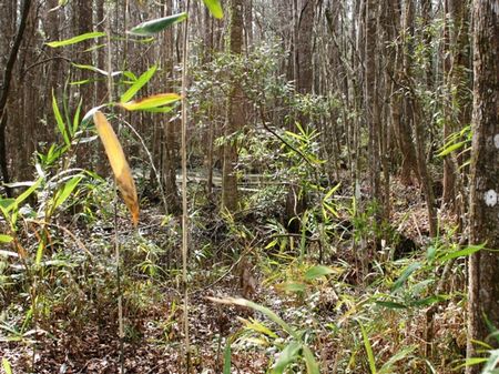 Rosey Farm : Monticello : Jefferson County : Florida