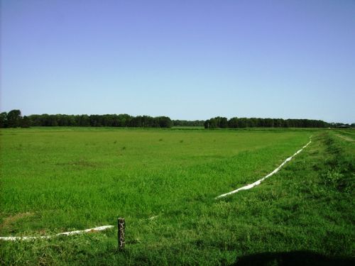 145 +/- Acre Farm : Carlisle : Lonoke County : Arkansas