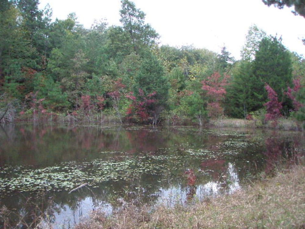 Ideal Recreational Tract : Dillwyn : Buckingham County : Virginia