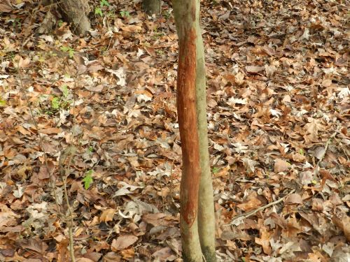 160 Ac. Of Timberland : Batchelor : Pointe Coupee Parish : Louisiana