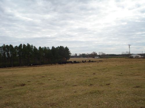 Banks Farm 89 +/- Acres : Statesboro : Bulloch County : Georgia