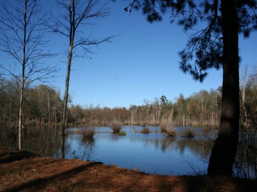 Elko Creek Shooting Preserve : Elko : Houston County : Georgia