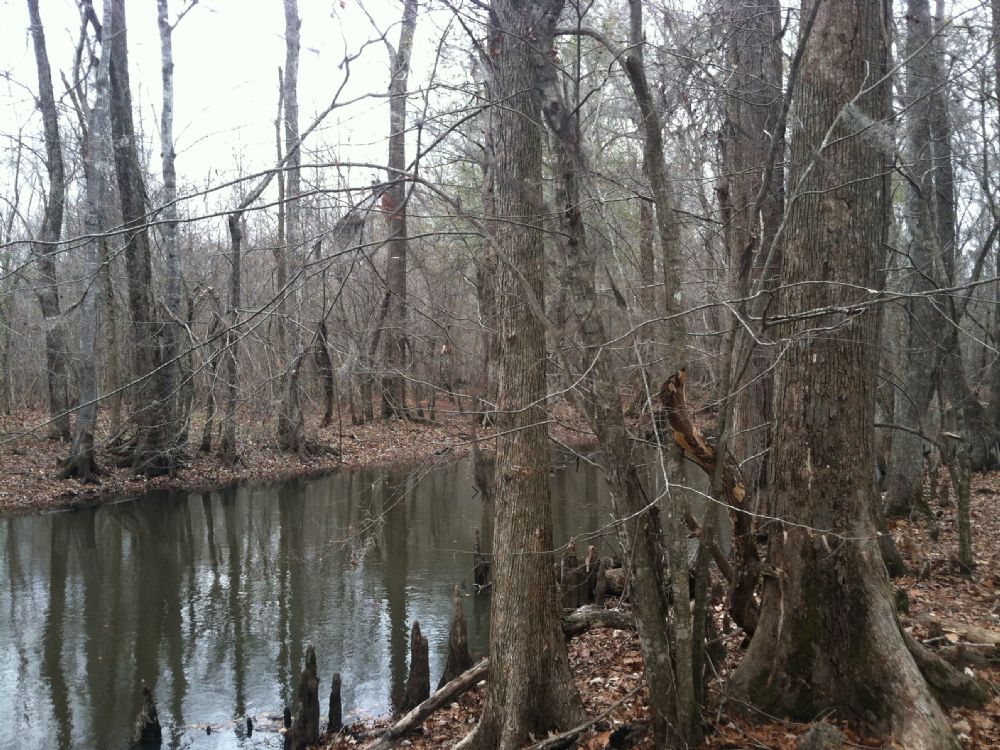 Riverfront Hunting Land : Wrightsville : Johnson County : Georgia