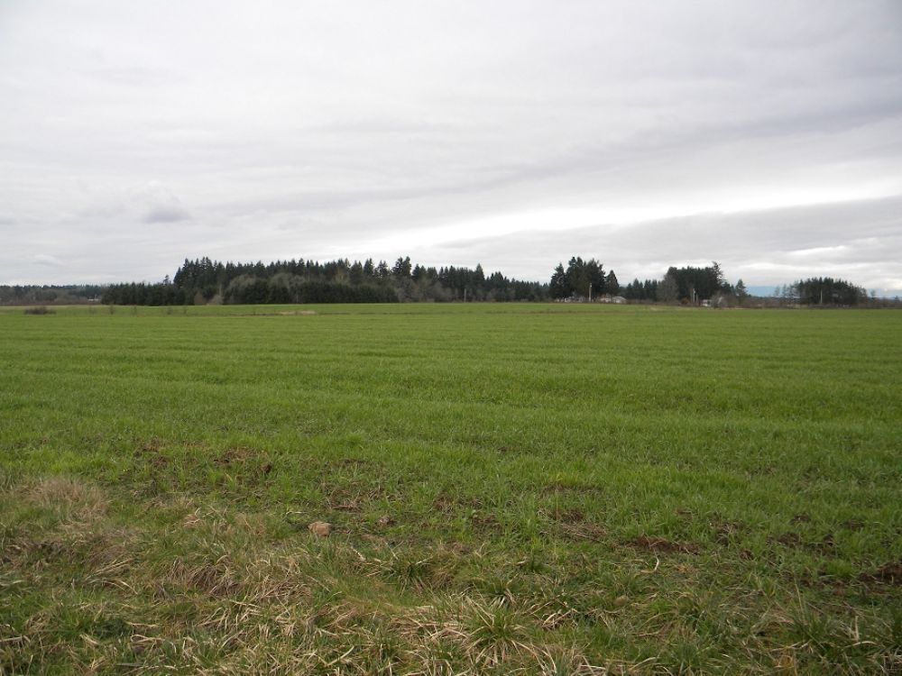 Farmland Near I-5 : Toledo : Lewis County : Washington
