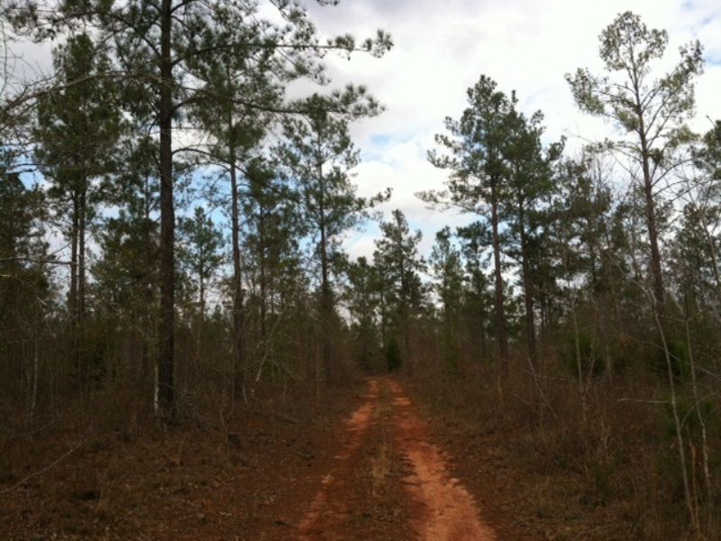 Hunt Now, Develop Later : Cuthbert : Randolph County : Georgia