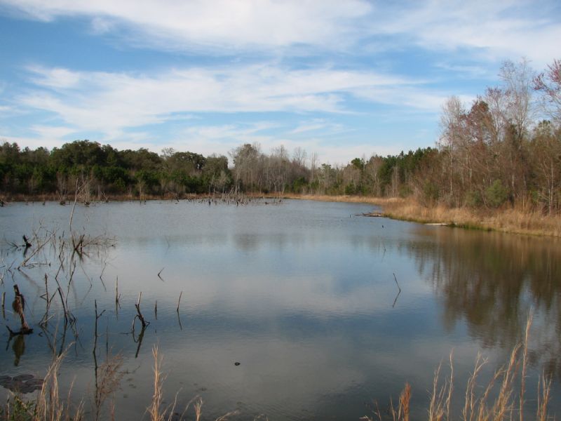 Sharpe Farm : Sylvania : Screven County : Georgia