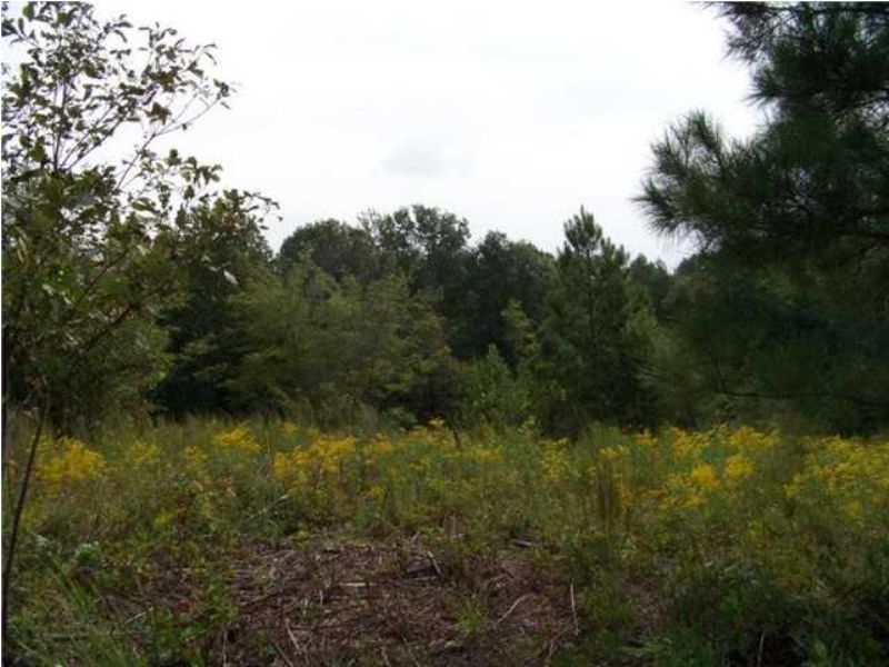 5.93+/- Acres Owner Financing : South Pittsburg : Marion County : Tennessee