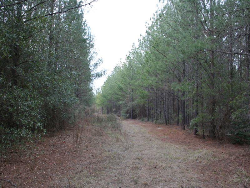 Tarpley Rd. Sportsman Tract : Jeffersonville : Wilkinson County : Georgia